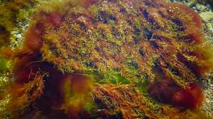 Image result for Grona barbata