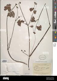 Image result for Pelargonium grossularioides