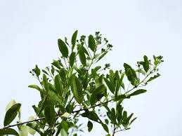 Image result for Maerua angolensis