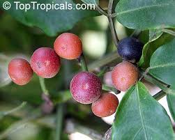 Image result for Rourea coccinea