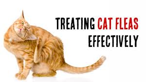 Other signs of cat flea infestations are the observable symptoms of flea bites on people. Best Cat Flea Infestation Treatment Symptoms Prevention In The Home