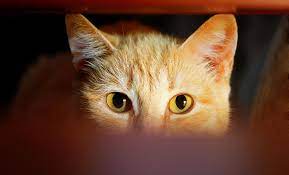Sonar Que Un Gato Te Vigila La Proteccion Felina