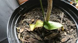 Plant leaves have their life cycle after that they turn yellow and drop off. Is My Orchid Sunburnt Learn About Managing Sunburn In Orchids