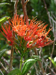 Image result for Combretum constrictum