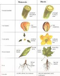 Menciptakan ketentraman, kebahagiaan dan keharmonisan. Anatomi Tumbuhan Berbunga Bunga An Floral Nursery Facebook