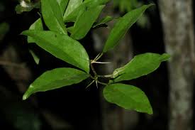 Image result for Balanites maughamii