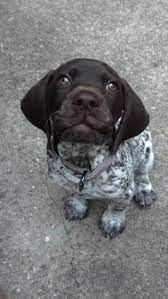 101 Cute And Fluffy Animals For Today Dummies Of The Year Gsp Puppies Fluffy Animals Pointer Puppies