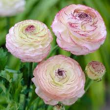 Image result for Ranunculus stagnalis