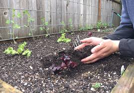 Clay soil lacks organic material. Organic Gardening 101 Feed The Soil And Not The Plant Heraldnet Com