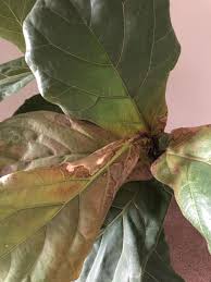 Despite its popularity, fiddle leaf figs are not the easiest houseplant to maintain and. The Complete Guide To Caring For A Fiddle Leaf Fig Vintage Revivals