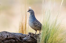 Image result for quail