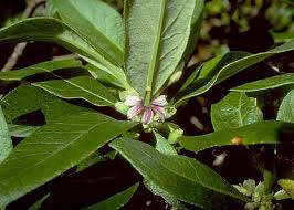 Image result for Goodeniaceae