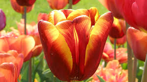 Tulpe, frühlingsknotenblume, schneeglöckchen haben eine perigonblüte = eine blütenhülle (ist kein kelch). Tulpen Gartentulpen Besonderheiten Der Pflanzung Und Pflege