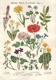 Antique Botanical Print British Wild Flowers Bookplate Vintage Botanical Flowers Bookplate Art Print Red Poppy Fruits Wall Print Wall Art Botanical Drawings Antique Botanical Print Botanical Illustration