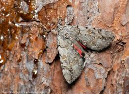 Image result for Catocala electa