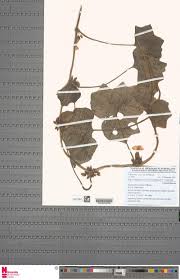 Image result for Lepistemon owariensis