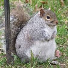 Pin De Sarah Daniels En Cute Cute Cute Animals Ardillas Marsupiales Mascotas