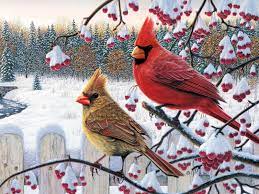 And it's easy to see why! 42 Cardinal Wallpaper Winter On Wallpapersafari