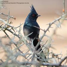 Image result for Peddiea rapaneoides