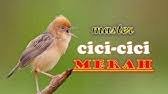 Suara burung cici padi kepala merah kutilang walet betina. Kicauan Burung Cici Padi Si Mungil Bersuara Unik Youtube