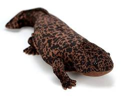 salamander goodsの画像