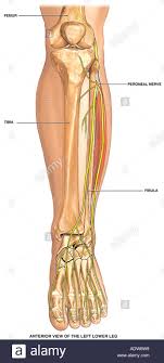 Intramedullary (im) rods are used to align and stabilize fractures. Lower Leg Anatomy Bones Anatomy Drawing Diagram