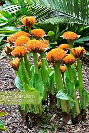Image result for Scadoxus puniceus