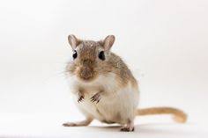 Gerbil Cute Pet Fluffy Cute Rodent Gerbil On Neutral Background Spon Pet Fluffy Gerbil Cute Neutral Ad Gerbil Cute Animals Rodents