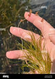 Image result for Stuckenia