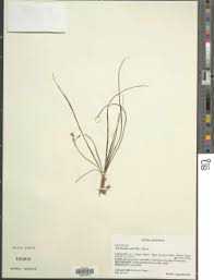 Image result for Trachyandra burkei