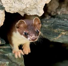 Borrowed from german hermelin (ermine). Haupt Online Buchshop