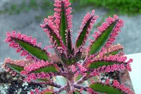 Kalanchoe Kalanchoe Daigremontiana Guia De Jardineria Plantas Medicinales