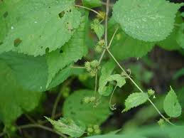 Image result for Triumfetta