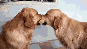 Golden retriever graphics and animated gifs. Animal Gifs Golden Retriever Gifs Of Funny Animals Gifs Funny Animals Funny Gifs Cheezburger