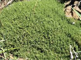 Image result for Stellaria sennii