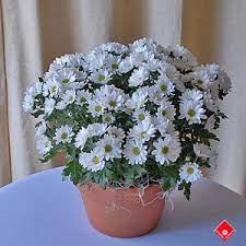 Feng Shui Plants Feng Shui Plants Feng Shui Chrysanthemum Plant