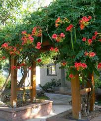 100 Seeds Campsis Grandiflor Chinese Trumpet Vine Fast Garten Pflanzen Garten Bepflanzen Garten