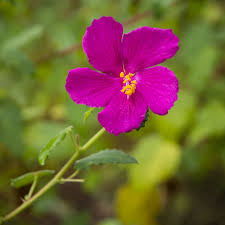 Image result for Pavonia