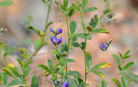 Image result for Medicago sativa