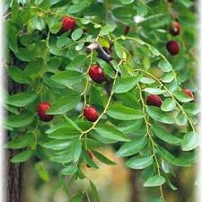 Ziziphus Jujuba Zizyphus Ziziphus Jujuba Jardinerie Jardinage Urbain Jardinerie Arbres Et Arbustes