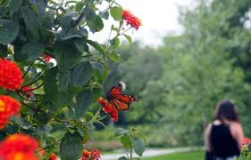 Des papillons au milieu d'une flore luxuriante. Inviter Les Papillons Au Jardin Le Devoir