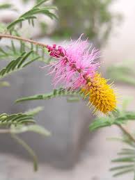 Image result for Dichrostachys