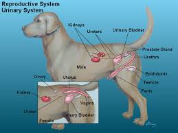 Not only are females generally smaller than males in the dog world. Anatomy Of Female Dog Urinary System