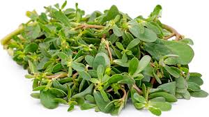 The purslane weed can be controlled though, if you are familiar with all of the ways it can thwart you trying to remove it. Purslane Information And Facts