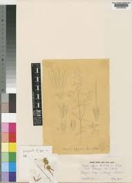 Image result for Faroa pusilla