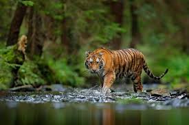 Image result for tiger