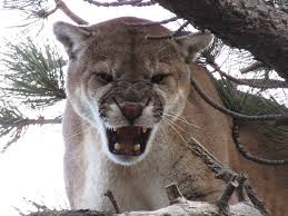 List of the best older woman young men/boy relationship movies, ranked by the combined opinions of 11941 people as of march 2021. Cougar Hunts Allout Guiding Outfitting Guided Cougar Hunts