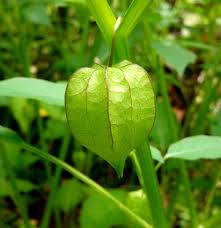 Image result for Physalis angulata