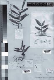 Image result for Solenangis conica