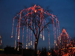 Winter Wildlights At The Columbus Zoo Ohio Columbus Zoo Columbus Ohio Zoo Zoo